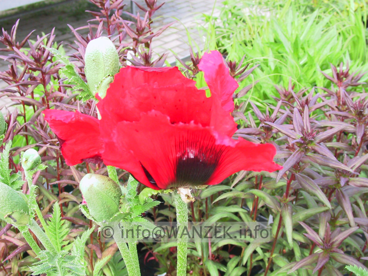 Papaver orientale Beauty Of Livermere 03.JPG